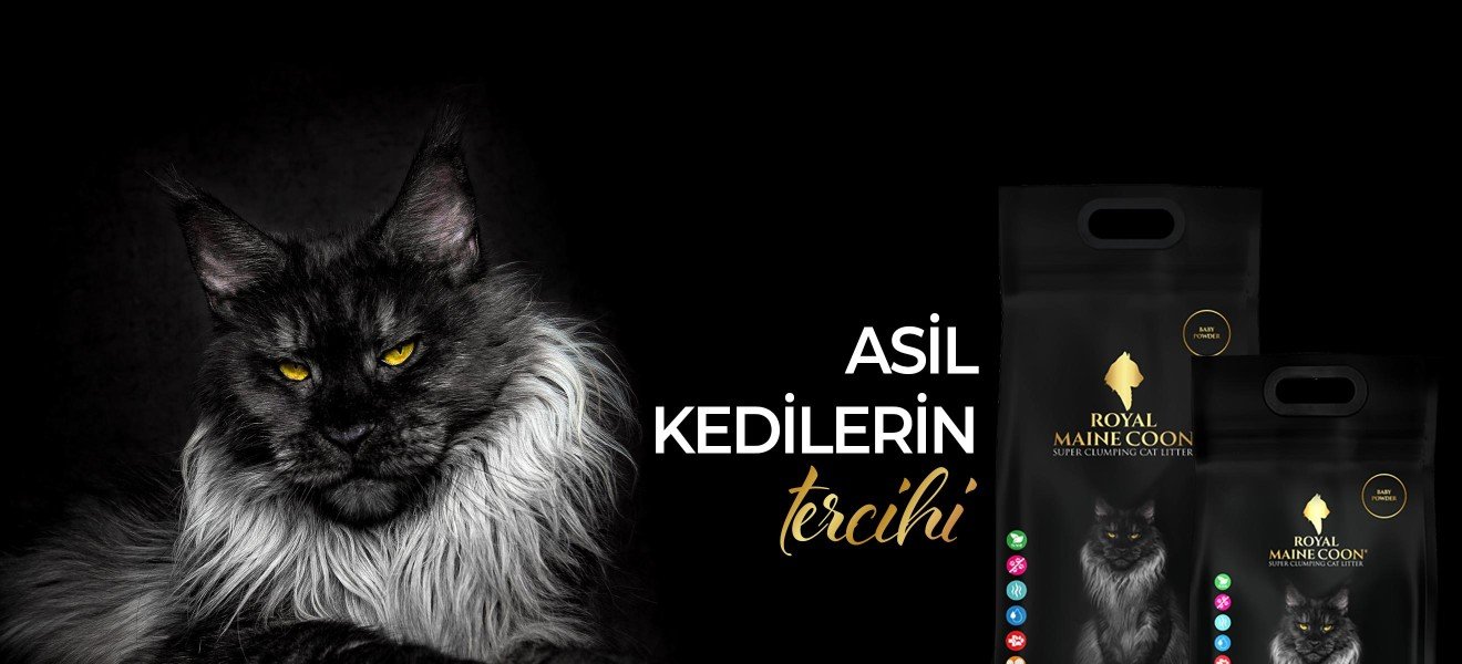 Royal Main Coon Kedi Kumları